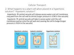 Plant cells are enclosed by a rigid cell wall. What Happens To A Plant Cell In A Hypertonic Solution Fakomo