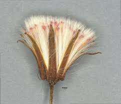 Image result for Crassocephalum picridifolium