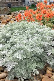 Image result for Artemisia sp.no.1
