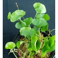 Image result for Elaphoglossum kivuense