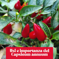 Image result for Capsicum annuum