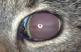 Get him medicated, get him fed, and build up his strength. Retina Detachment In Cats Vetlexicon Felis From Vetstream Definitive Veterinary Intelligence