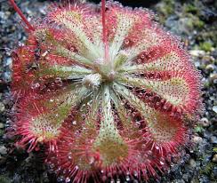 Image result for Drosera dielsiana