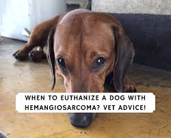 These tumors are at risk for rupture and leakage of blood into the abdomen. When To Euthanize A Dog With Hemangiosarcoma Vet Advice We Love Doodles