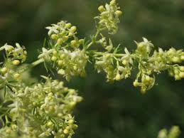 Image result for Galium simense