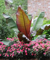 Image result for Ensete ventricosum