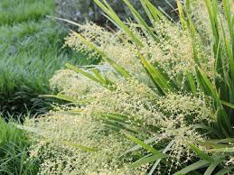 Image result for Asparagaceae