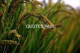 Maybe you would like to learn more about one of these? Kumpulan Kata Kata Quotes Padi Dan Beras Nasi Inspiratif