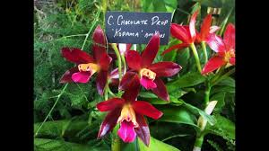 Great selection of orchid growing. A Visit To Rf Orchids East Everglades Orchid Society S Show Orchid Supply Shopping Youtube