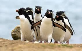 Birds That Look Like Penguins But Aren T Penguin Gang Photo Penguins Funny Animal Memes Animal Memes