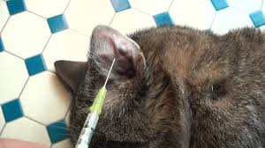They are fairly common occurrences for dogs and cats, especially on their ears. Revolutionary Surgery Ear Haematoma In Cat Youtube