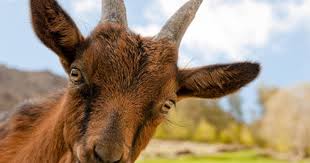 Woman slaughter animals (page 1). 15 Most Bizarre Medical Treatments Ever Cbs News