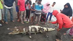 Penampakan buaya putih benar adanya, mitos siluman buaya terpatahkan!! Buaya Putih Mati Terdampar Di Pesisir Pantai Tehoru Kabartimurnews Com