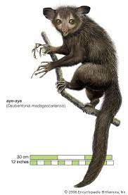 Aye Aye Diet Habitat Facts Aye Aye Primates Species