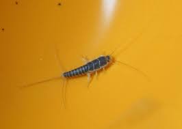 bugs in my cupboard [san francisco, ca