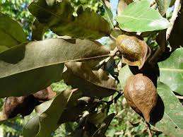 Image result for Heritiera littoralis