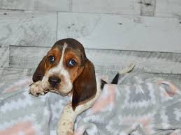 Our basset hound puppies are sold with limited registration as family pets in most cases. Basset Hound Dog Male Tri 2803098 Petland Dunwoody Puppies For Sale