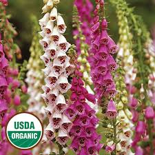 Ensure the planting location has rich, neutral to slightly. Giant Spotted Foxglove Organic Flower Seed Savers Exchange