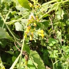 Image result for Crassocephalum vitellinum