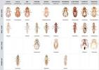 Different Types Of Head Lice