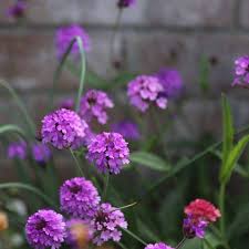 Image result for Verbena rigida