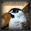 Wellensittiche in verschieden farben ständig vorrätig, auch die beliebten rainbows ! Vogelhandlung Decker Aus Koln Preisliste Alles Zum Thema Prachtfinken Allgemein Prachtfinken Freunde