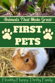 Animals That Make Great First Pets Easy To Care For And Friendly Pets Kids Parenting Best Pets For Kids Easy Pets Animals For Kids
