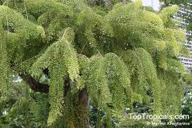 Image result for Dalbergia fischeri