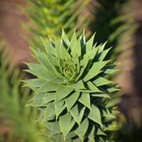 10 american pinyon pine cone production is most commonly found at an elevation between 1,800 and 2,600 m (6,000 and 8,500 ft), and ideally at 2,100 m (7,000 ft). Monkey Puzzle Tree Facts