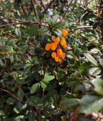 Image result for Berberis darwinii