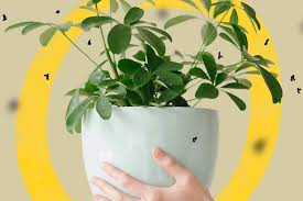 Check spelling or type a new query. How To Get Rid Of Fungus Gnats On Indoor Plants Abc Everyday