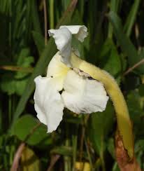 Image result for Harveya alectroides