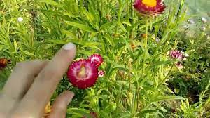 Strawflower How To Use And Description Youtube