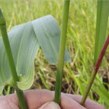 Image result for Cleistachne