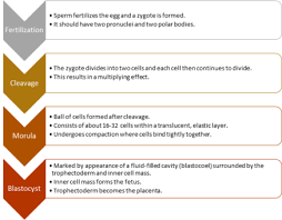 morphokinetics ivf wikipedia