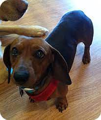 We would like to thank you for visiting heartlanddachshunds.com. Plainfield Il Dachshund Meet Parker A Pet For Adoption