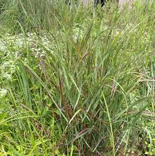 Image result for Panicum chionachne