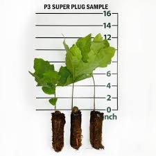 Image result for oak sapling