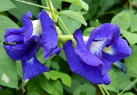 Image result for Clitoria ternatea