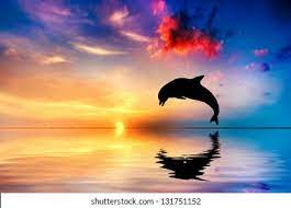 Dolphin Jump Sunset Images Stock Photos Vectors Shutterstock