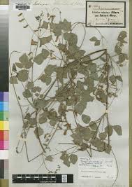 Image result for Rhynchosia elegans