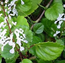 Image result for Plectranthus verticillatus