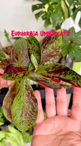Image result for Euphorbia umbellata
