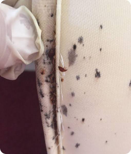 Bed Bug Treatment