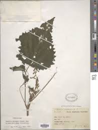 Image result for Laportea mooreana