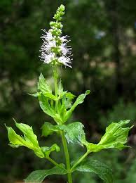 Image result for Mentha