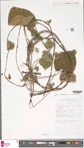 Image result for Strephonema sericeum