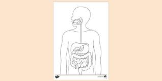 Human organs coloring pages at getcolorings.com | free. Free Internal Organs Colouring Page Colouring Sheets