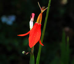 Image result for Digitaria thouaresiana