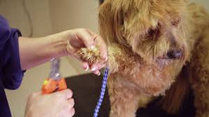 There is nothing like it in the world. How To Cut Your Puppy S Nails